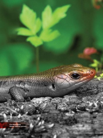 Five-lined skink Status: special concern - Ontario Nature