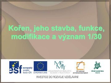 KoÅen, jeho stavba, funkce, modifikace a vÃ½znam - Projekt EU