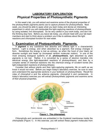 Physical Properties of Photosynthetic Pigments I. Examination of ...