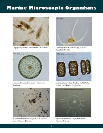 Marine Microscopic Organisms - Green Teacher