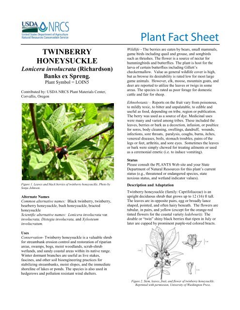 Twinberry Honeysuckle (Lonicera involucrata) - Plant Materials 