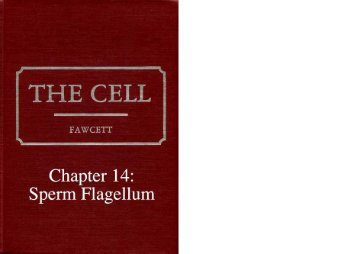 Chapter 14: Sperm Flagellum