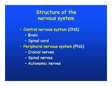 Structure of the nervous system