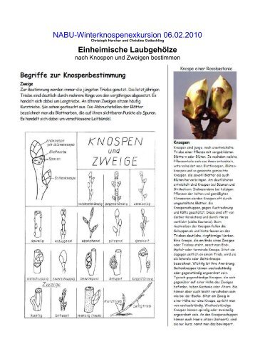 NABU-Winterknospenexkursion 06.02.2010 Einheimische ...