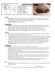 Eastern Box Turtle - Rosamond Gifford Zoo