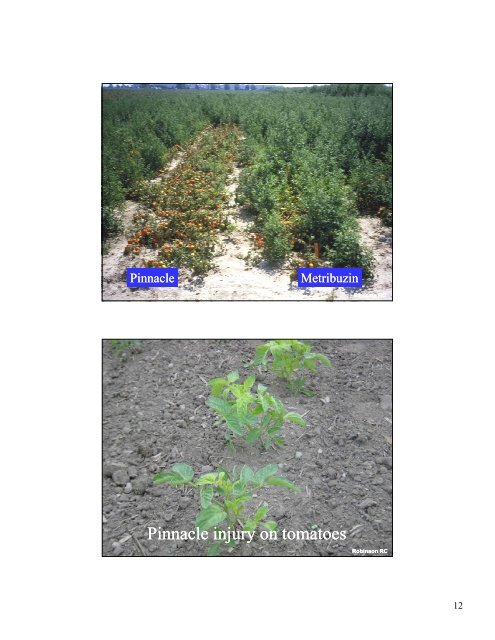 Weed Control in Tomatoes and Peppers