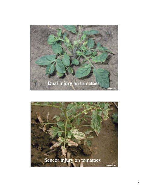 Weed Control in Tomatoes and Peppers