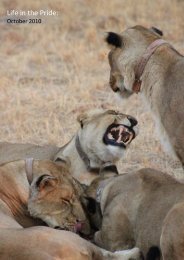 Life in the Pride: - African Lion & Environmental Research Trust