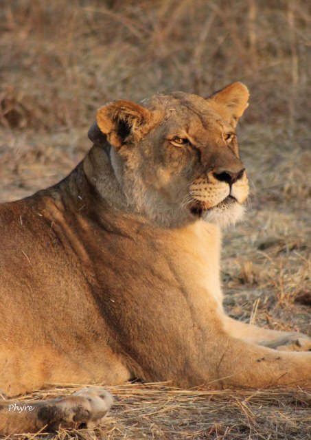 Life in the Pride: - African Lion & Environmental Research Trust