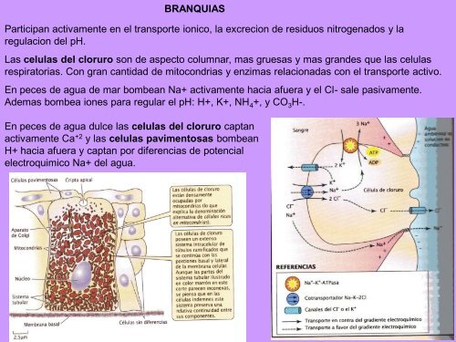 11- Sistema Excretor