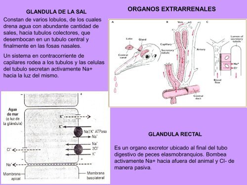 11- Sistema Excretor