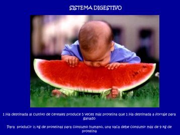 6- Sistema Digestivo