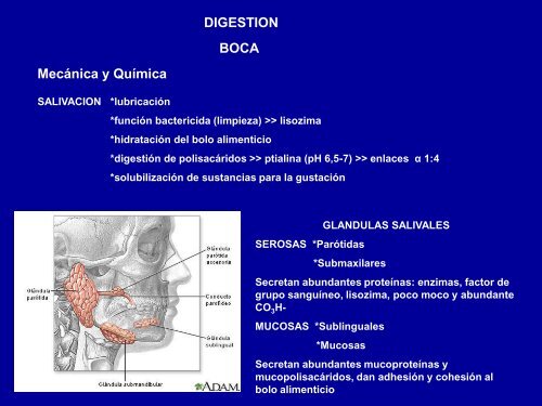 6- Sistema Digestivo