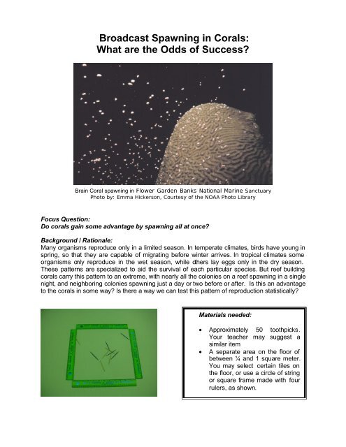 Broadcast Spawning in Corals - NOAA's Coral Reef Conservation ...