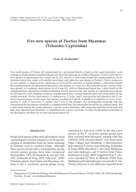 Five new species of Puntius from Myanmar - Verlag Dr. Friedrich Pfeil
