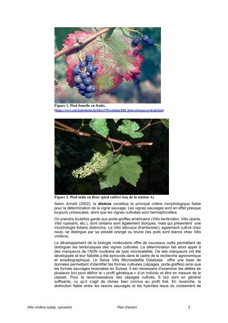 Vitis vinifera subsp. sylvestris - UniversitÃ© de NeuchÃ¢tel