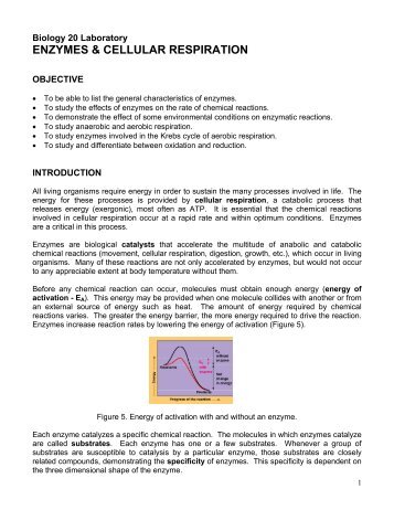 ENZYMES & CELLULAR RESPIRATION