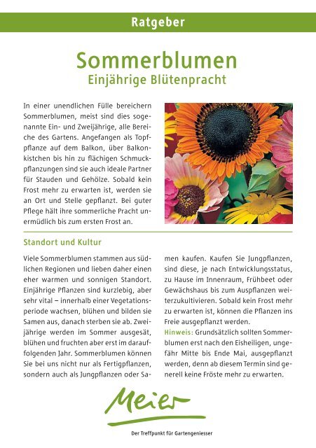 Vorteile von Sommerblumen - Ernst Meier AG