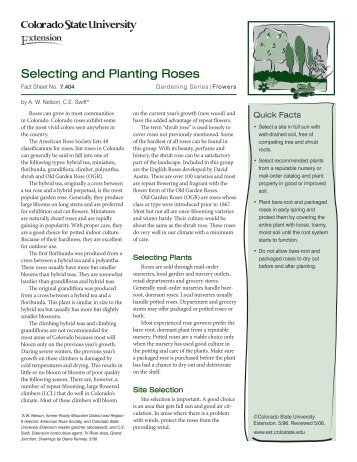 Selecting and Planting Roses - Colorado State University Extension