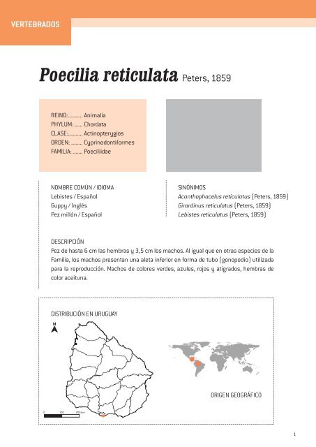 Poecilia reticulata Peters, 1859