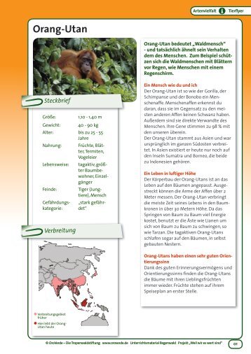 Orang-Utan - OroVerde