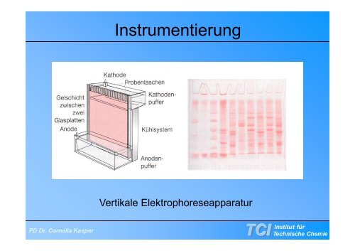 Gelelektrophorese - TCI @ Uni-Hannover.de