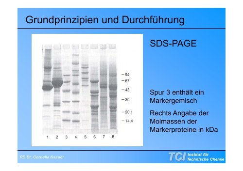 Gelelektrophorese - TCI @ Uni-Hannover.de