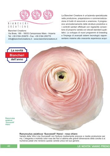 Ranunculus asiaticus 'Success Hanoi' - Clamer Informa