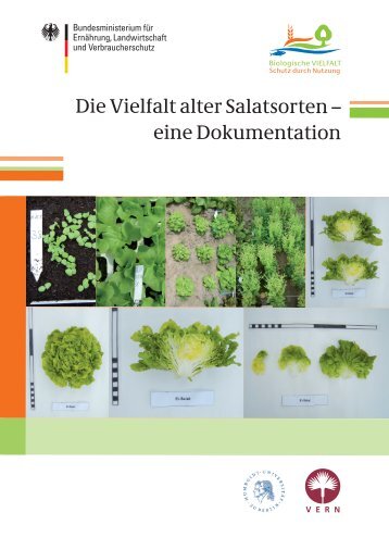 Die Vielfalt alter Salatsorten – eine Dokumentation Erstellt ... - BMELV