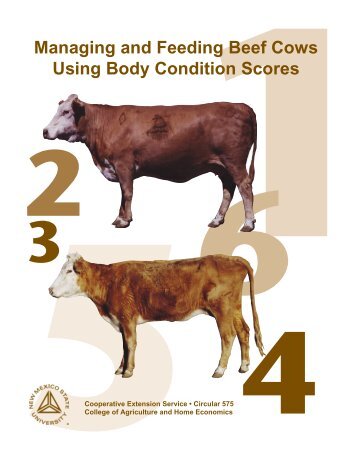 Managing and Feeding Beef Cows Using Body Condition Scores