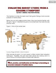 EVALUATING MARKET STEERS FROM A GRADING STANDPOINT