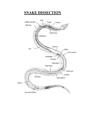 SNAKE DISSECTION