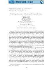 Morphological analysis of the bumpy profile of phocid vibrissae