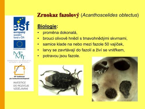 ÅÃ¡d brouci (Coleoptera) â Prezentace