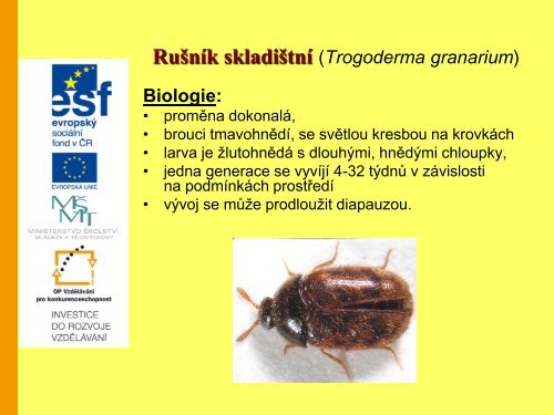 ÅÃ¡d brouci (Coleoptera) â Prezentace