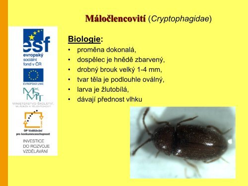 ÅÃ¡d brouci (Coleoptera) â Prezentace