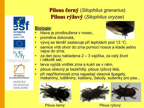 ÅÃ¡d brouci (Coleoptera) â Prezentace