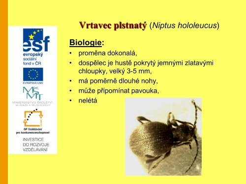 ÅÃ¡d brouci (Coleoptera) â Prezentace