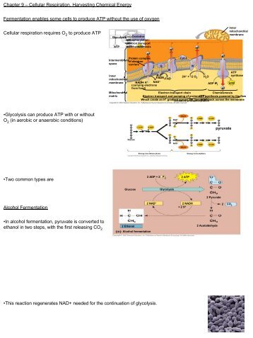 Cellular Respiration, Harvesting Chemical Energy Fermentation ...