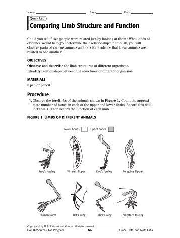 Comparing Limb Structure and Function