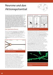 Neurone und das Aktionspotential - Brain Campaign