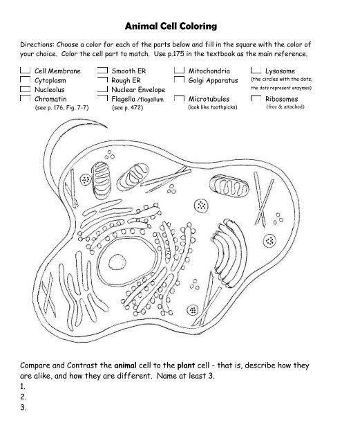 Animal Cell Color