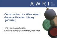 Construction of a Wine Yeast Genome Deletion Library (WYGDL)