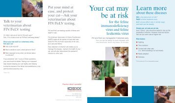 FIV/FeLV: Your cat may be at risk - IDEXX Laboratories