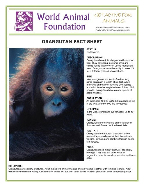 ORANGUTAN FACT SHEET - World Animal Foundation