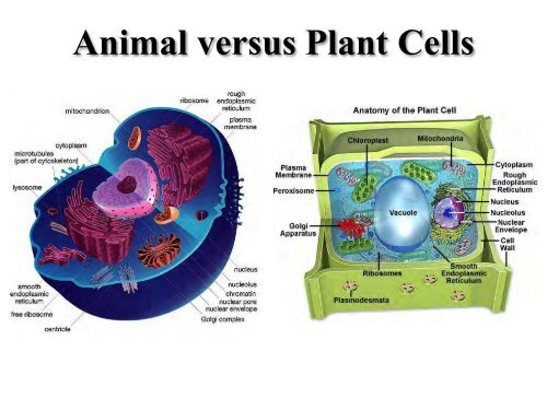 Nanofarming (with algae): Multifunctional Mesoporous ...