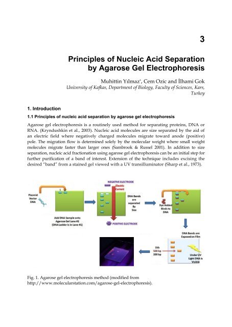 Agarose Gel Recipe Bryont Blog 