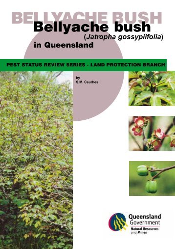 Bellyache bush in Queensland - Department of Primary Industries ...