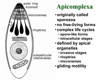 Apicomplexa