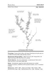 Salvia dorrii ssp. mearnsii